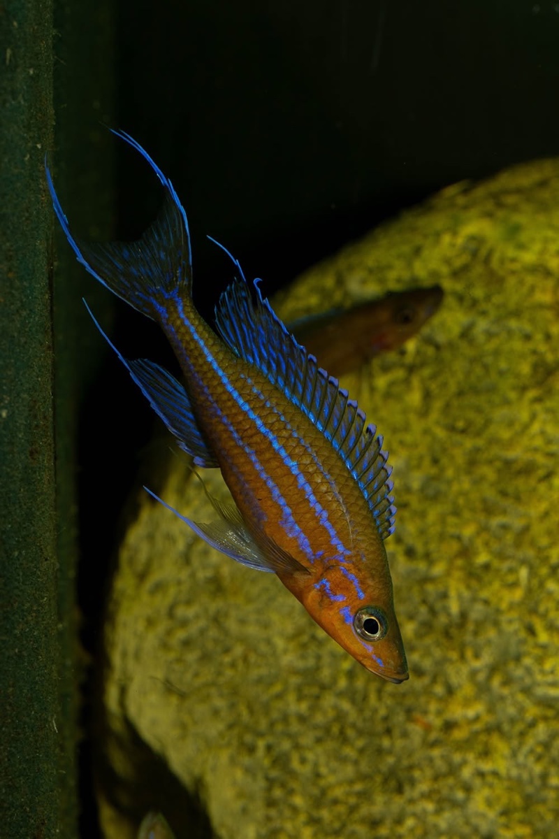 Paracyprichromis nigripinnis 'Kantalamba'
